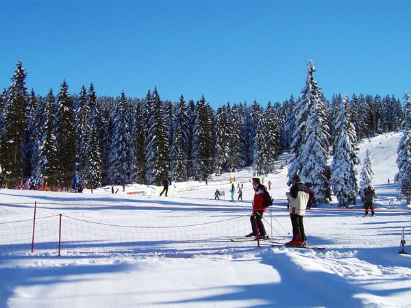 Smučarji na urejeni progi ob smrekovem gozdu